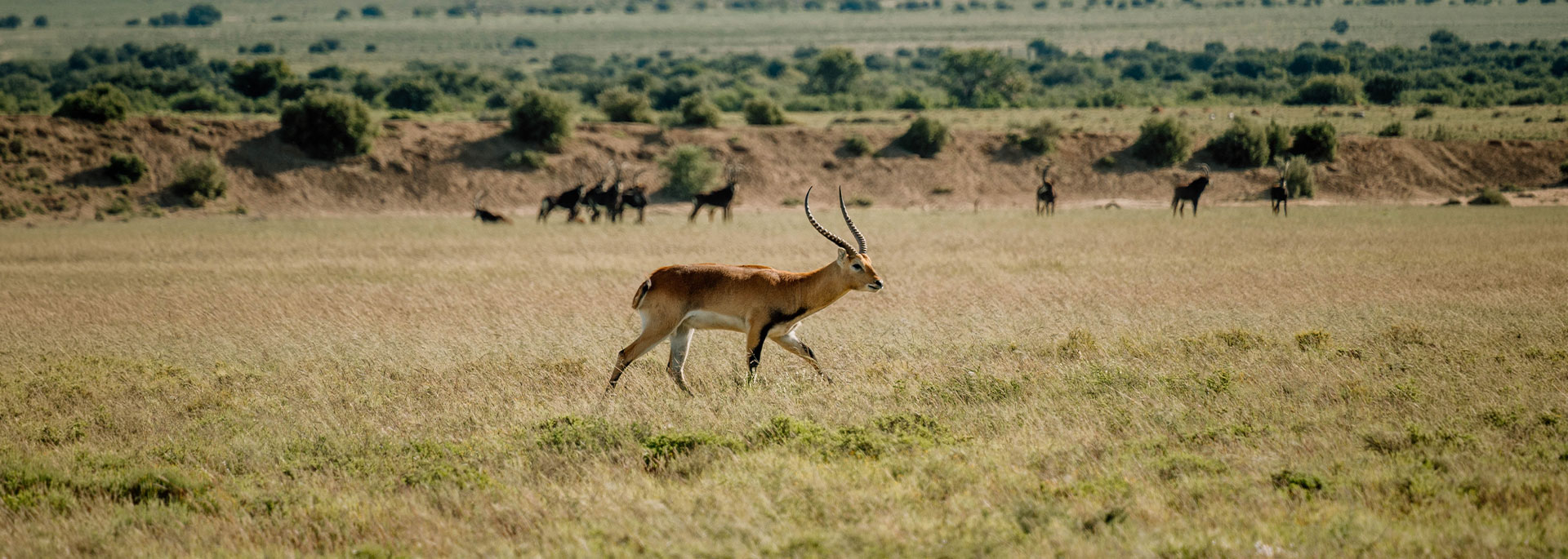 Plains Game Hunts Banner