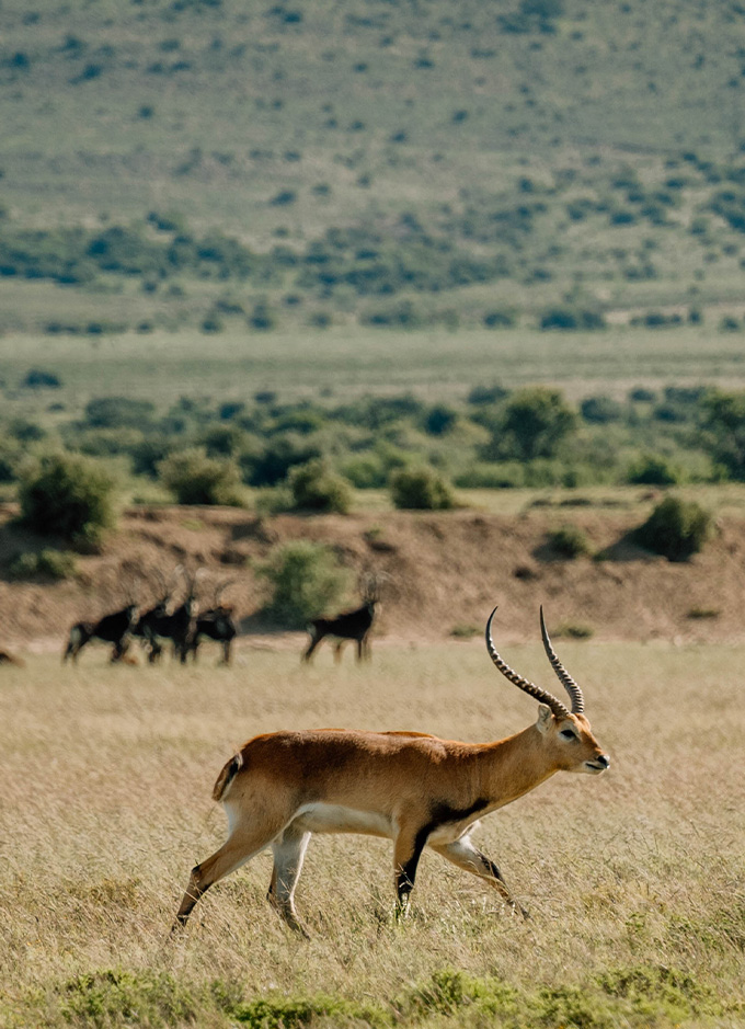 Plains Game Hunts Banner Mobile