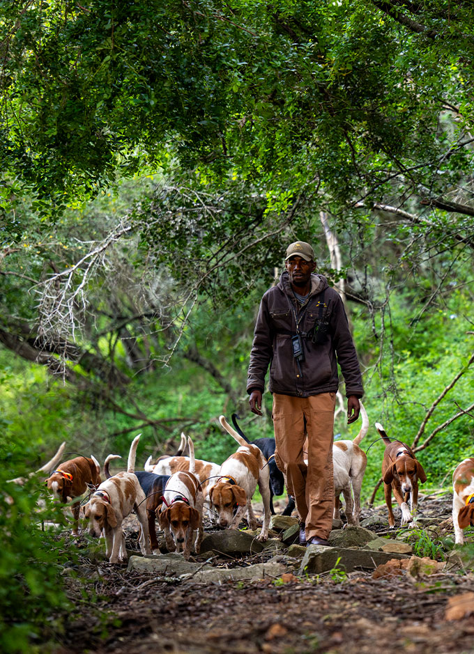 Hunting With Hounds Banner Mobile