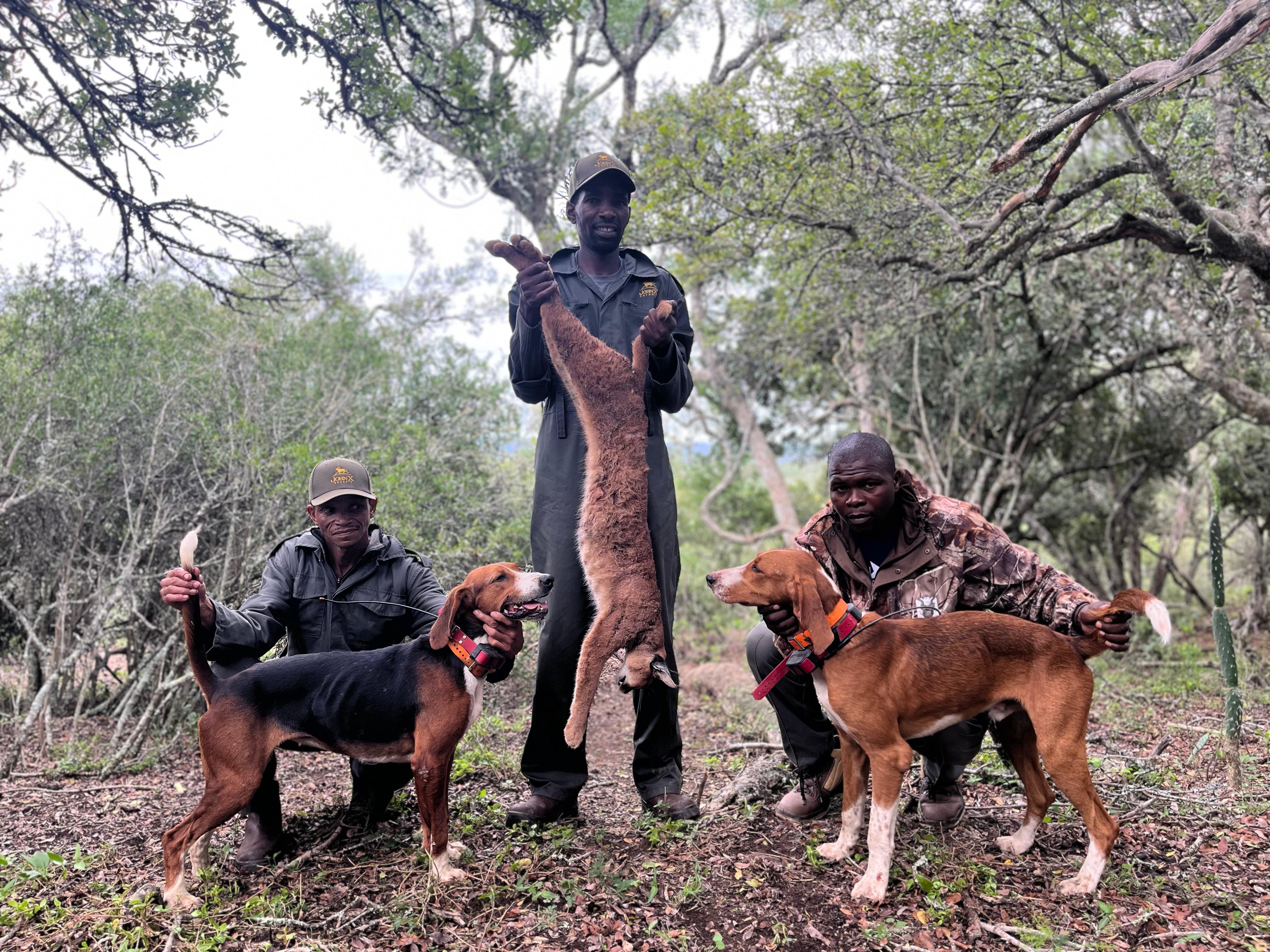 Caracal With Hounds In The East Cape