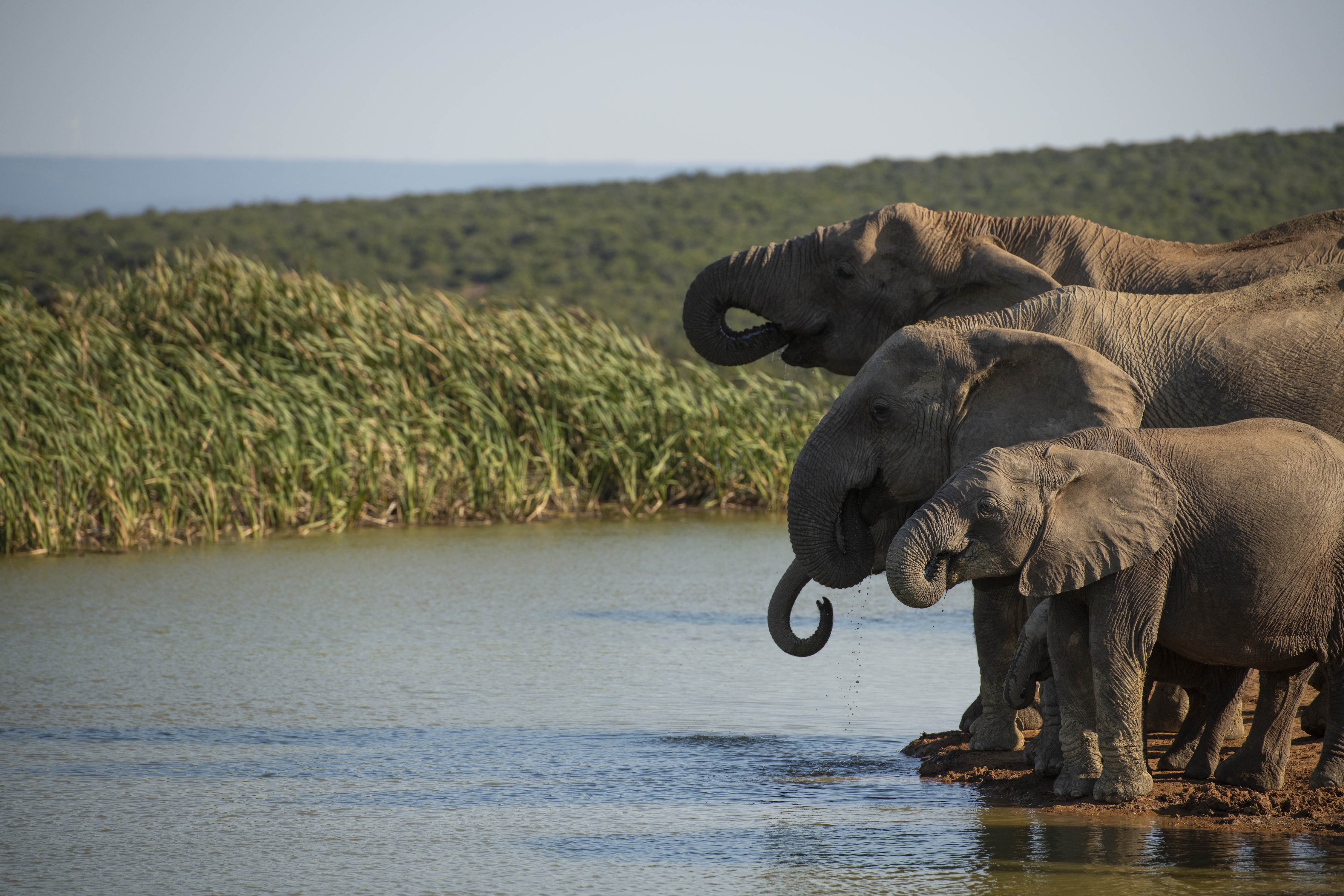John X Safaris Stock Images (229)