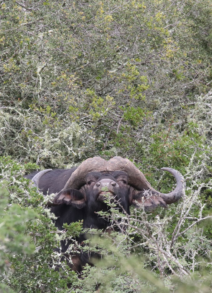 Buffalo Mobile