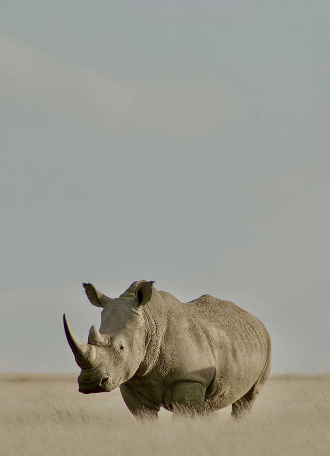Rhino Mobile